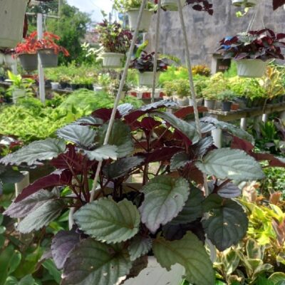 Cây Giống Trà Dr Thanh , Cây Ô Long Bầu Đất Khỏe Mạnh