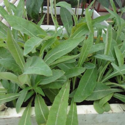 cây giống bồ công anh tắm ngứa