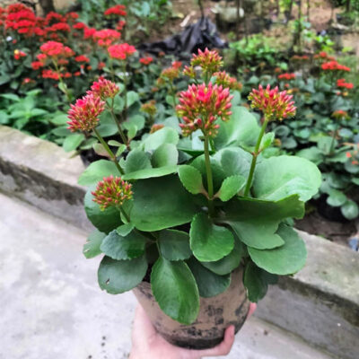 Cây lá bỏng ta (cây sống đời)