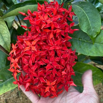 hoa mẫu đơn đỏ hồng (hoa trang đỏ)