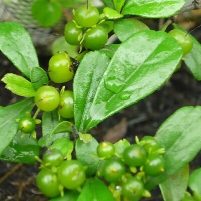 Cây Bùm Sụm (chùm rụm)