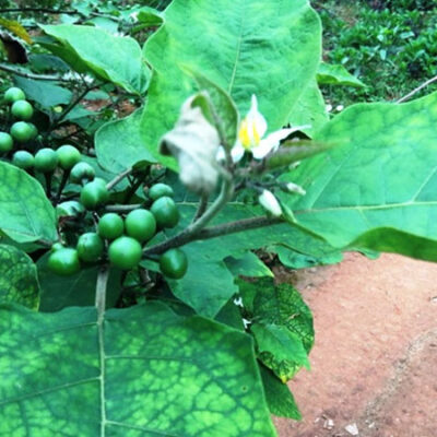 Hạt giống cây cà đắng (30 hạt)