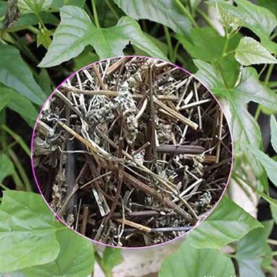 Dây giống cây chìa vôi