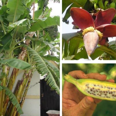 cây giống chuối hột ta (chuối lá ), chuối hột rừng, chuối chát chuyên thu bắp, thu lá, thu quả - cây con tách mẹ