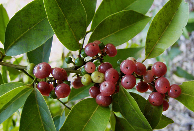 cây bưởi bung cây bưởi bung