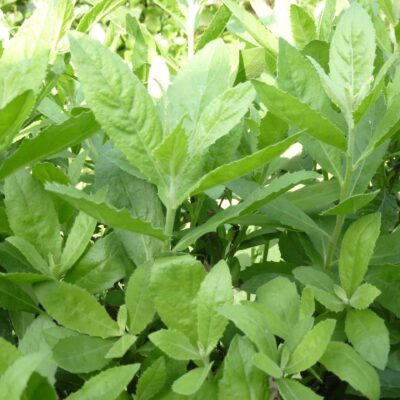 Cây cúc tần đại bi