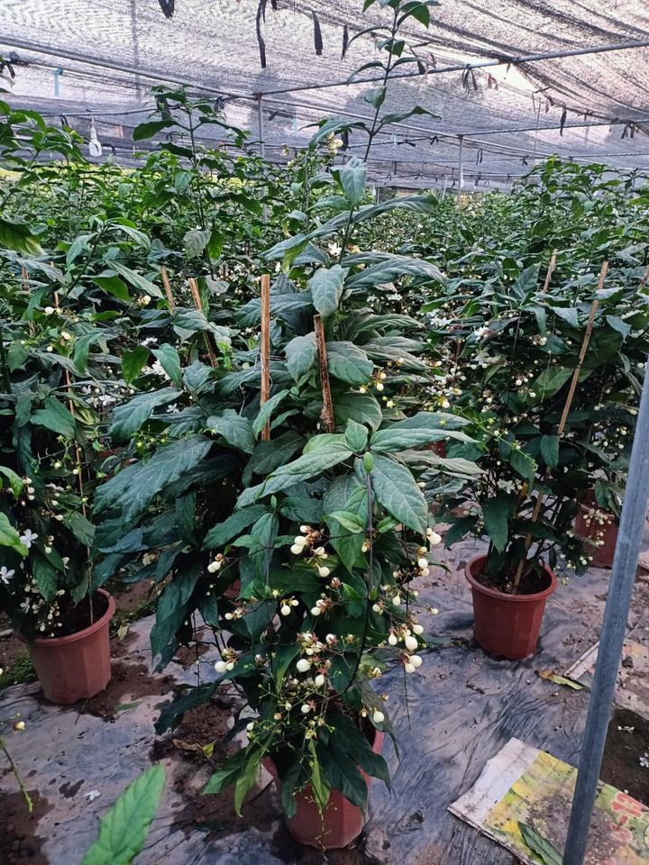 Chậu Cây hoa dạ ngọc minh châu Chậu Cây hoa dạ ngọc minh châu