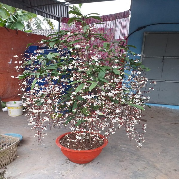 Chậu Cây hoa dạ ngọc minh châu Chậu Cây hoa dạ ngọc minh châu