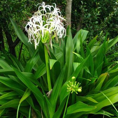 Cây Đại Tướng Quân