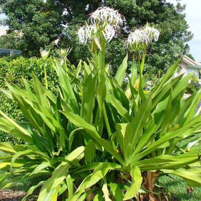 Củ giống náng hoa trắng (cây đại tướng quân)