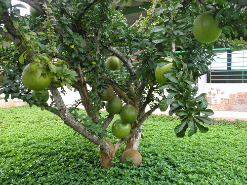 cây giống đào tiên trường sinh cây giống đào tiên trường sinh