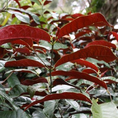 cây giống đơn mặt trời , cây lá đơn đỏ