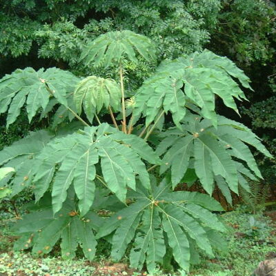 Giống cây đu đủ rừng (Thông Thảo Gai, Thầu Dầu Núi - Trevesia palmata)