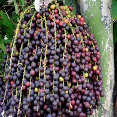 QUẢ ĐỦNG ĐỈNH TƯƠI - 1KG