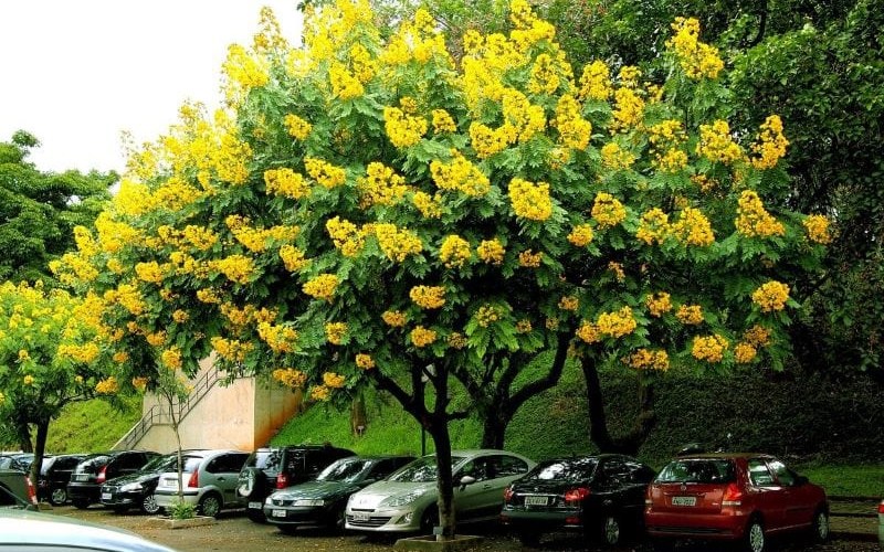 Cây giáng hương Cây giáng hương