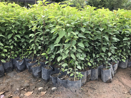 cây long não cây long não