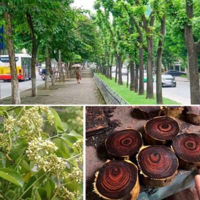 Cây giống sung nếp