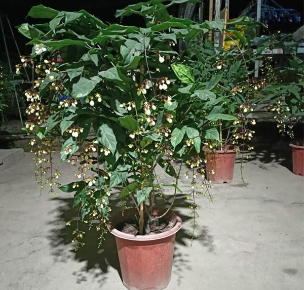 Chậu Cây hoa dạ ngọc minh châu Chậu Cây hoa dạ ngọc minh châu