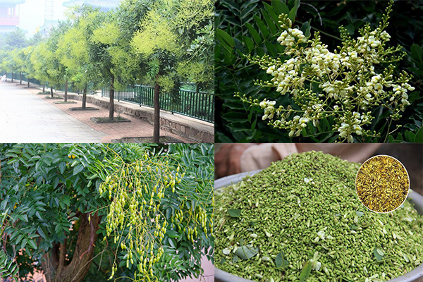 cây giống hoa hòe, hòe hoa cây giống hoa hòe, hòe hoa