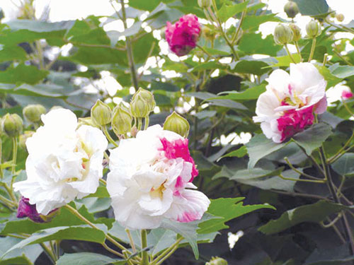 Hoa Phù Dung Hoa Phù Dung