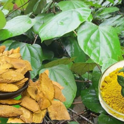 Cây Vàng đằng (Hoàng đằng) - Kháng sinh thần kỳ từ thảo dược