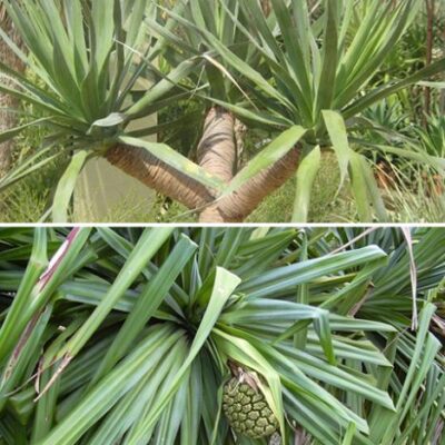 Cây Huyết Giác (Cây Dứa Dại)