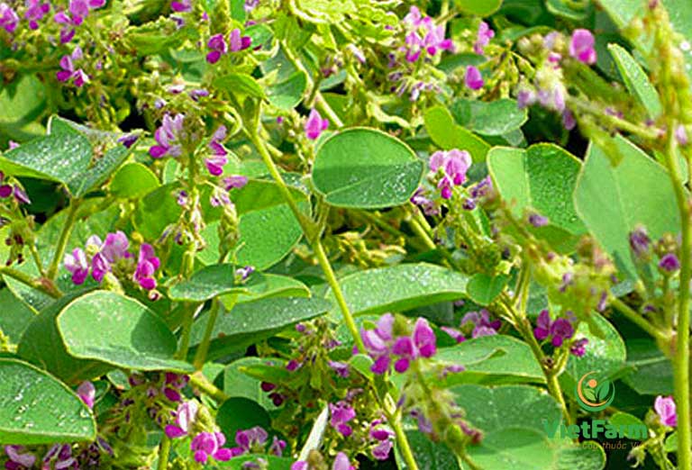 Cây kim tiền thảo (dược liệu) Cây kim tiền thảo (dược liệu)