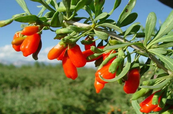 cây câu kỷ tử cây câu kỷ tử