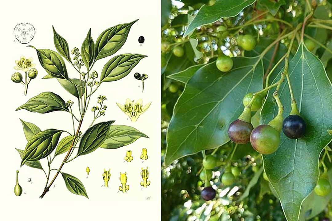 cây long não cây long não