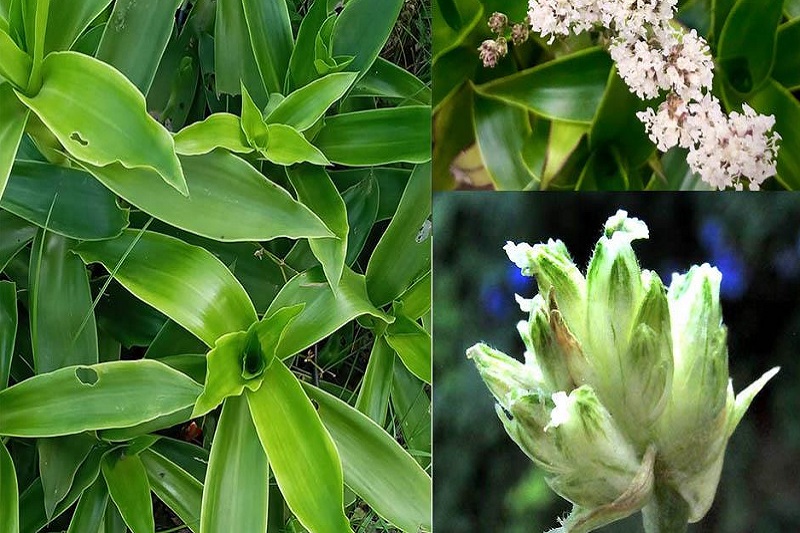 cây lược vàng - cây thảo dược quý cây lược vàng - cây thảo dược quý