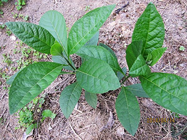 cây lá đắng , cây mật gấu cây lá đắng , cây mật gấu