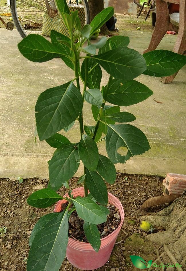 cây lá đắng , cây mật gấu cây lá đắng , cây mật gấu