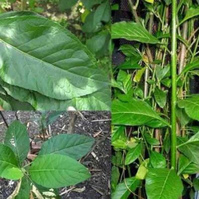 cây lá đắng , cây mật gấu