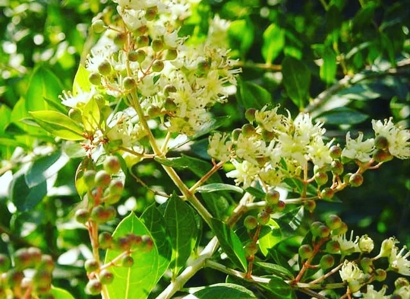 Cây lá móng tay Cây lá móng tay