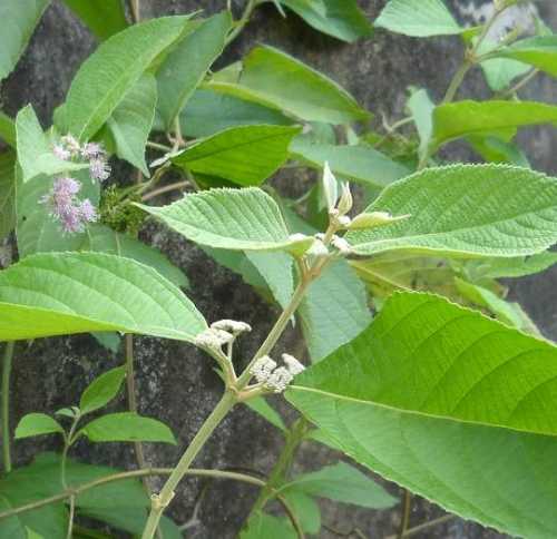 Cây Nàng Nàng (Trứng Ếch, Bọt Ếch - Callicarpa candicans (Burm.f.) Hochr.) chữa mụn nhọt, lở loét Cây Nàng Nàng (Trứng Ếch, Bọt Ếch - Callicarpa candicans (Burm.f.) Hochr.) chữa mụn nhọt, lở loét