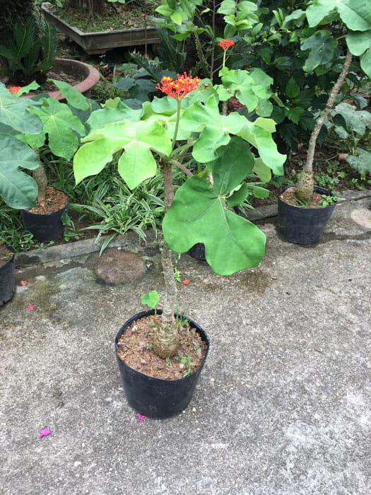 Cây ngô đồng Cây ngô đồng