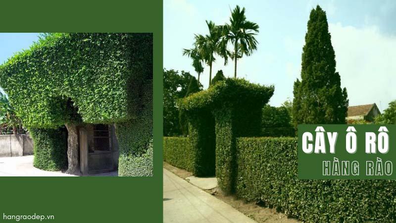 cây ô zô cây ô zô
