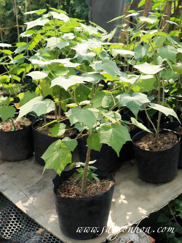 Hoa Phù Dung Hoa Phù Dung