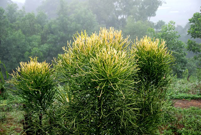 Cây giao (cây xương cá) Cây giao (cây xương cá)