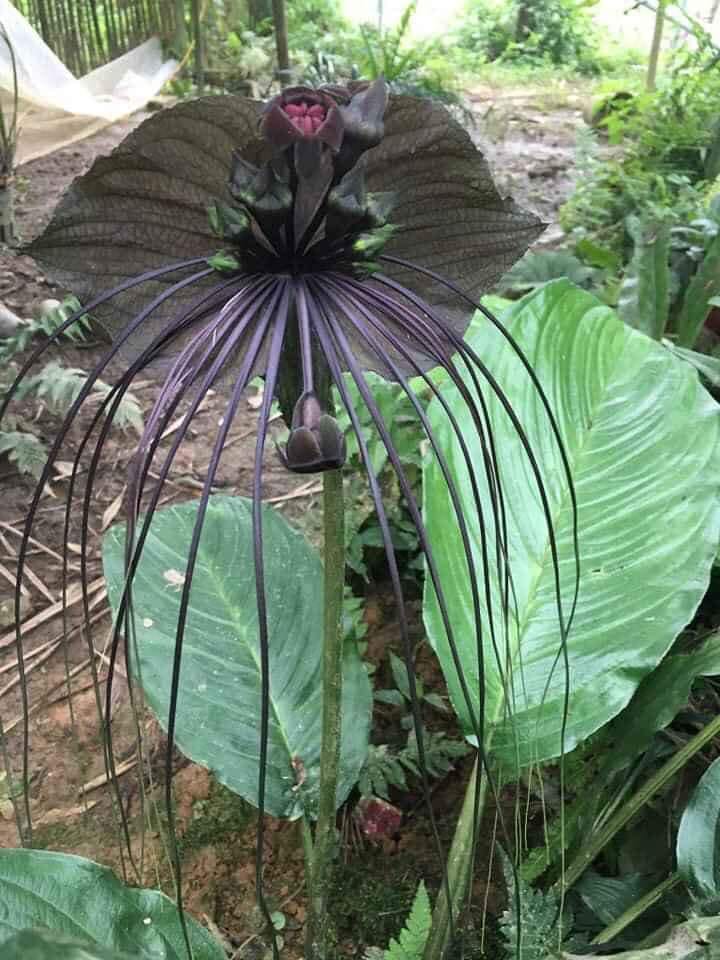 Cây Râu hùm (Tacca chantrieri André) : Vị thuốc trị tê thấp hiệu quả Cây Râu hùm (Tacca chantrieri André) : Vị thuốc trị tê thấp hiệu quả