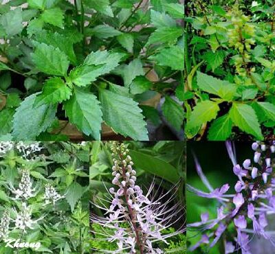 Cây Râu mèo: Vị thuốc quý thanh nhiệt lợi tiểu