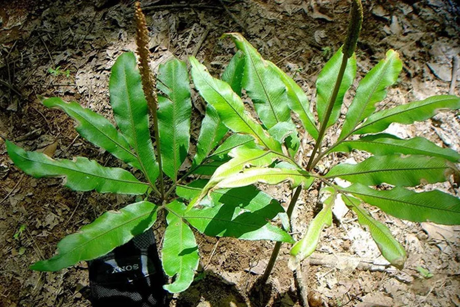 CÂY GIỐNG Sâm Chân Rết (Sâm Bòng Bong, Quản trọng - Helminthostachys zeylanica) CÂY GIỐNG Sâm Chân Rết (Sâm Bòng Bong, Quản trọng - Helminthostachys zeylanica)