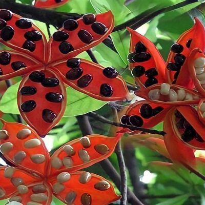 cây sang, cây sảng giống cao trên 60cm