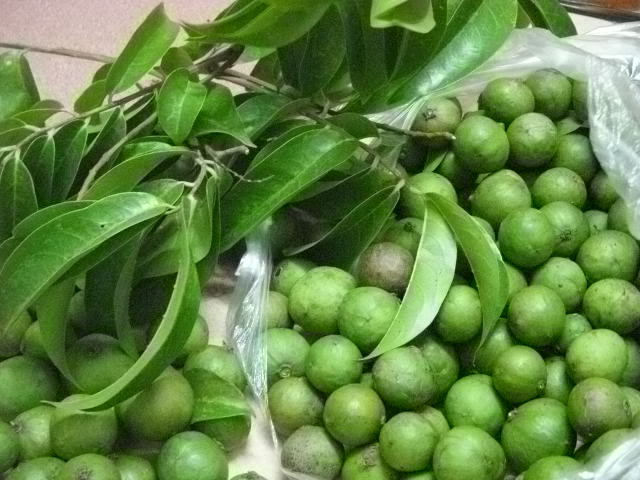 cây sổ bà rừng cây sổ bà rừng