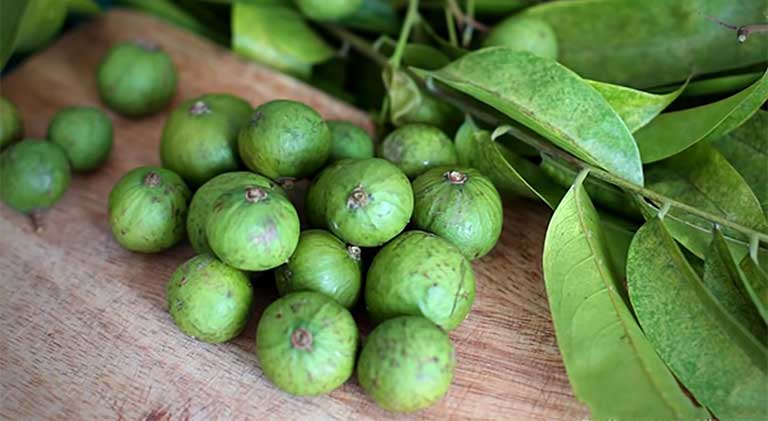 cây sổ bà rừng cây sổ bà rừng