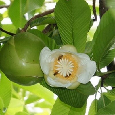 cây sổ bà rừng