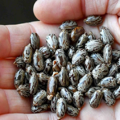 Hạt giống cây thầu dầu tía