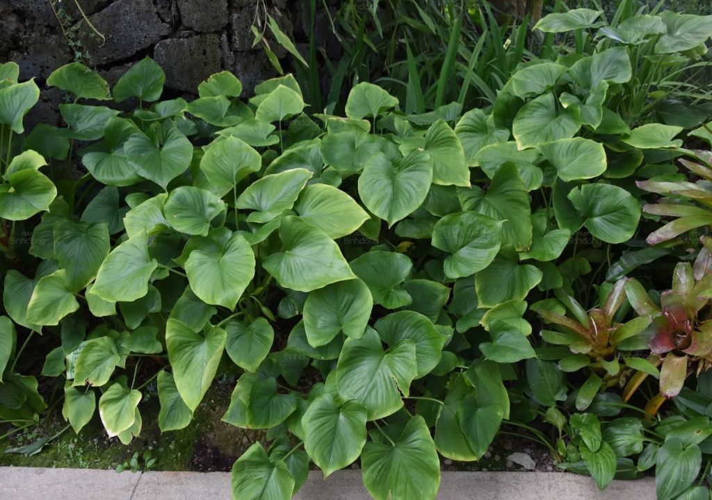 Cây Thiên niên kiện: Vị thuốc quý trị đau xương khớp Cây Thiên niên kiện: Vị thuốc quý trị đau xương khớp