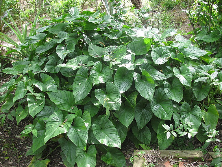 Cây Thiên niên kiện: Vị thuốc quý trị đau xương khớp Cây Thiên niên kiện: Vị thuốc quý trị đau xương khớp