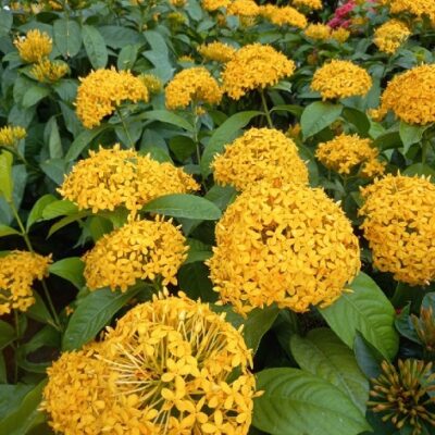 hoa mẫu đơn vàng (hoa trang vàng)